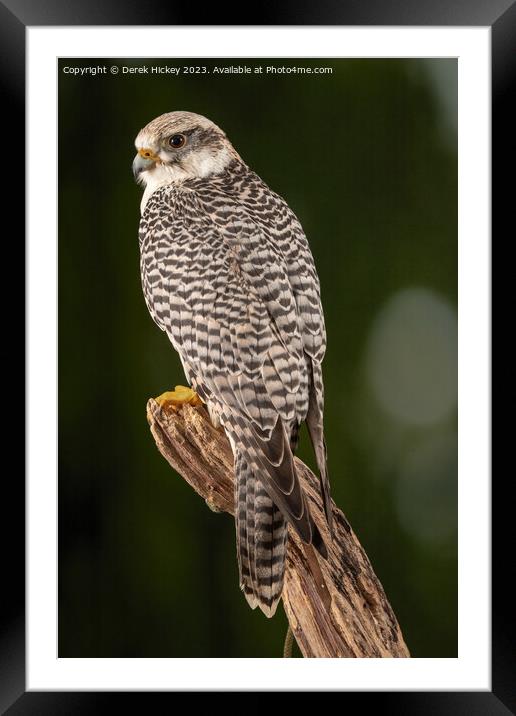 Falcon Framed Mounted Print by Derek Hickey