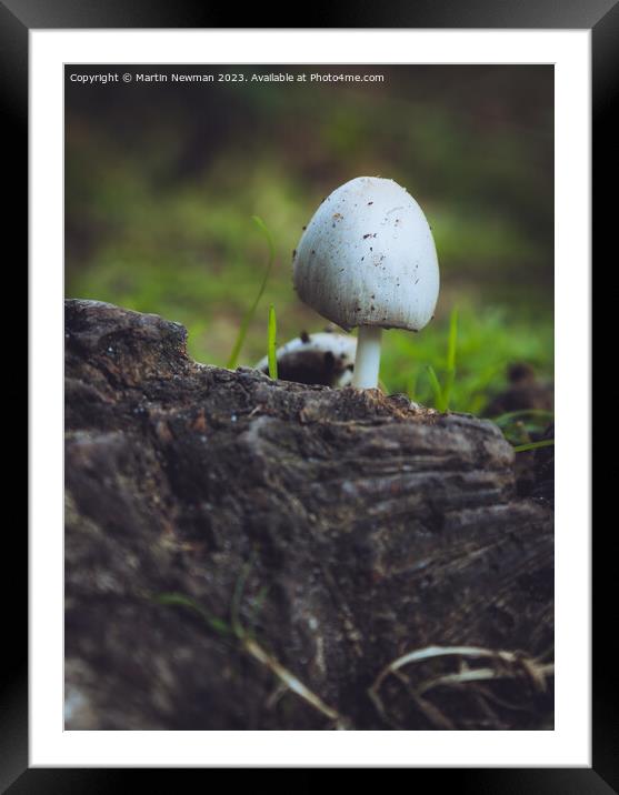 Fungi Forest Floor Framed Mounted Print by Martin Newman