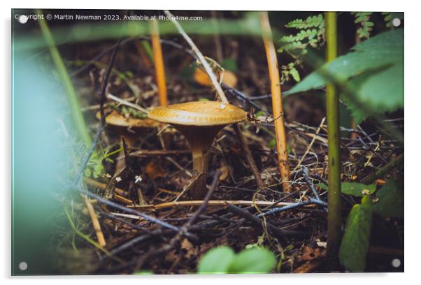 Fungi Forest Floor Acrylic by Martin Newman