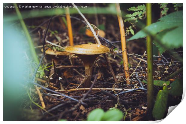 Fungi Forest Floor Print by Martin Newman