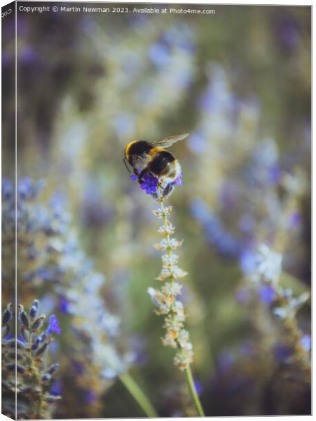Bumblebee Pollenating Lavender Canvas Print by Martin Newman