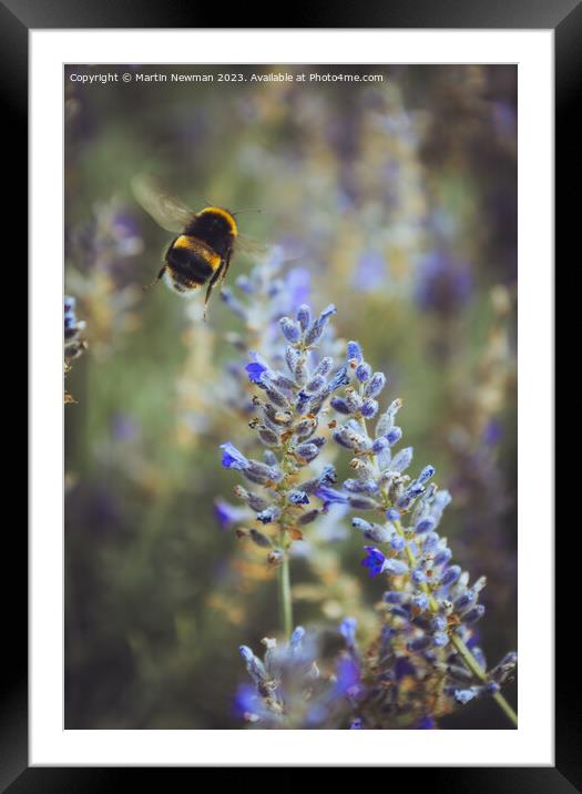 Bumblebee Pollenating Lavender Framed Mounted Print by Martin Newman