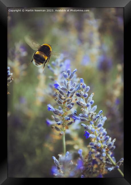 Bumblebee Pollenating Lavender Framed Print by Martin Newman