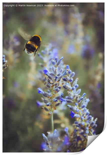 Bumblebee Pollenating Lavender Print by Martin Newman