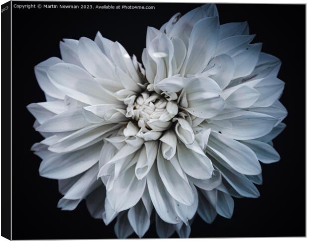 White Flower Petals Canvas Print by Martin Newman