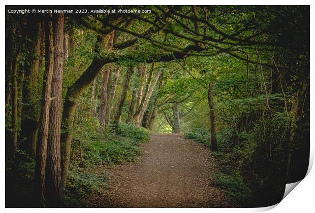 Forest walks Print by Martin Newman