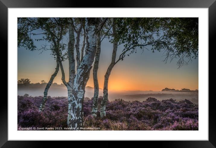 Sunrise Glow on Westleton Heath Framed Mounted Print by David Powley