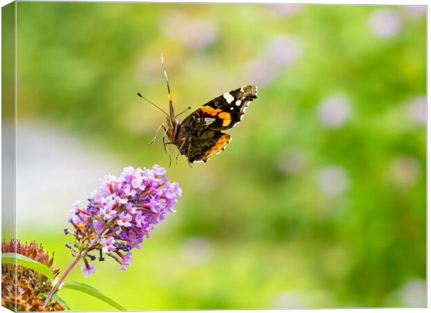 Red Admiral Butterfly in Flight. Canvas Print by Colin Allen