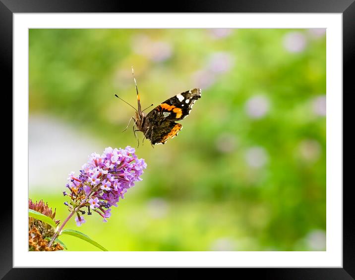 Red Admiral Butterfly in Flight. Framed Mounted Print by Colin Allen
