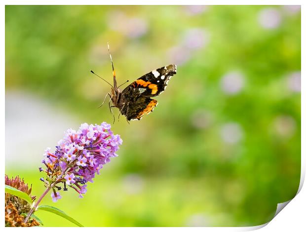 Red Admiral Butterfly in Flight. Print by Colin Allen