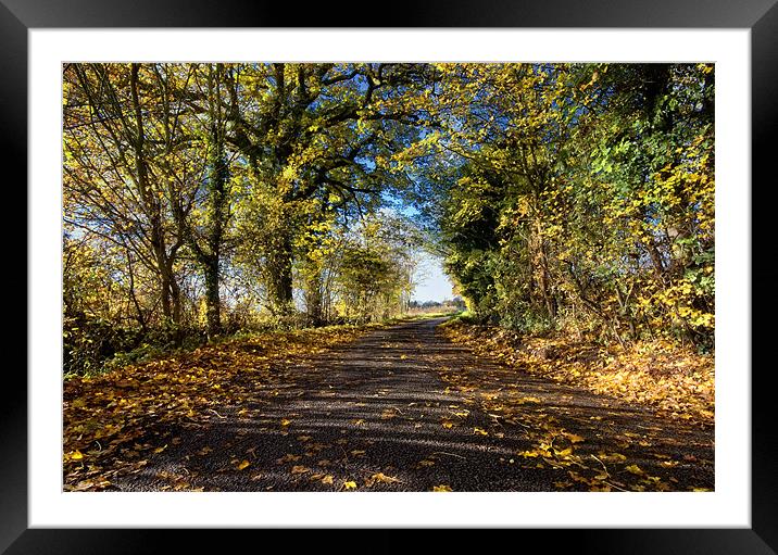 Sunny Autumn Lane Framed Mounted Print by Nigel Bangert
