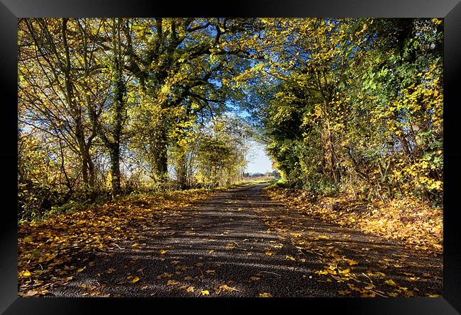 Sunny Autumn Lane Framed Print by Nigel Bangert