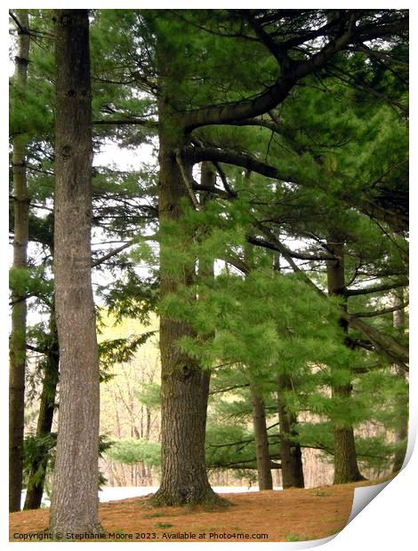 Tall Pines Print by Stephanie Moore
