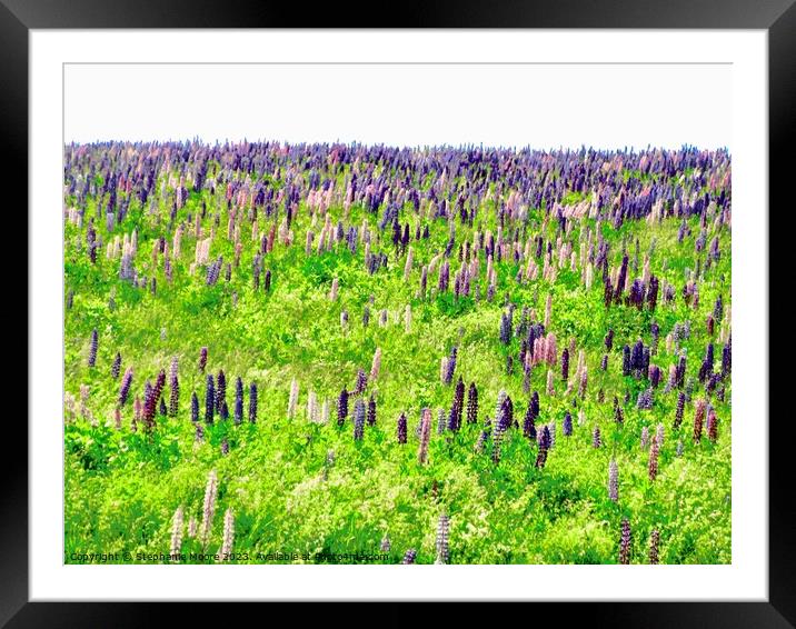Field of Lupins Framed Mounted Print by Stephanie Moore