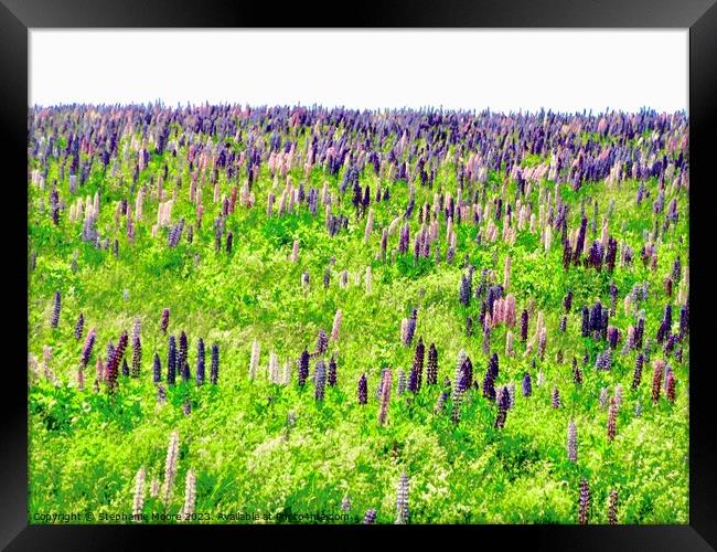 Field of Lupins Framed Print by Stephanie Moore