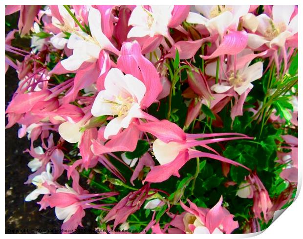 Pretty pink flowers Print by Stephanie Moore