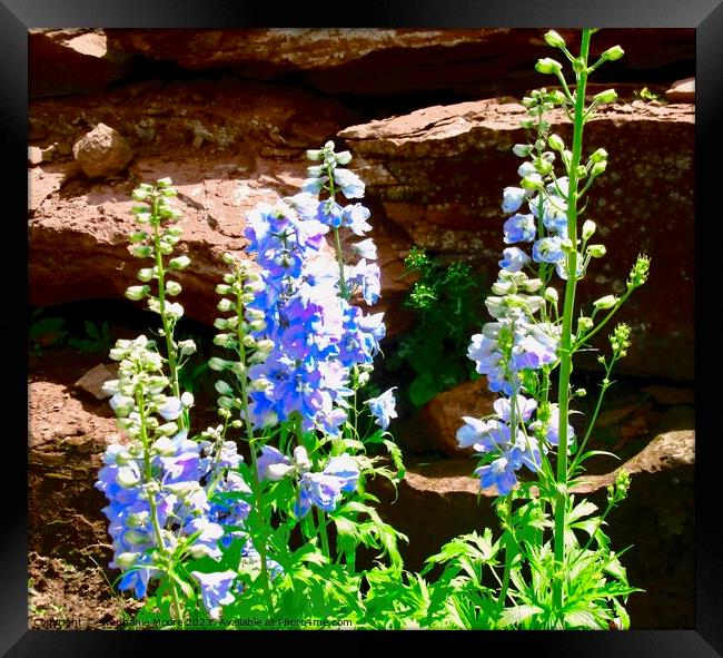 Blue Flowers Framed Print by Stephanie Moore