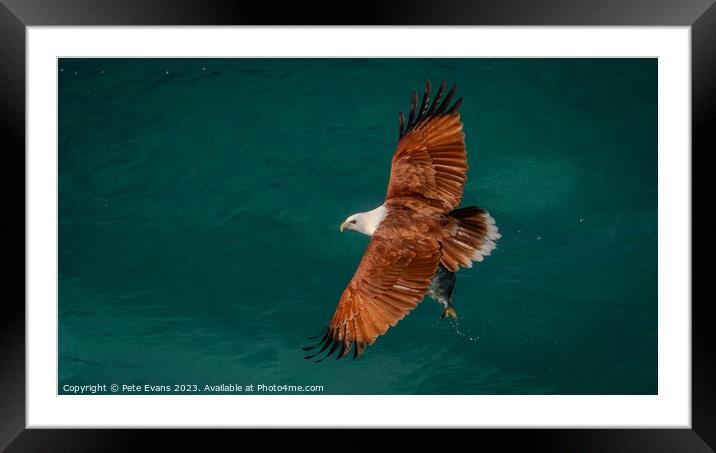 Others Kite with Fish Framed Mounted Print by Pete Evans