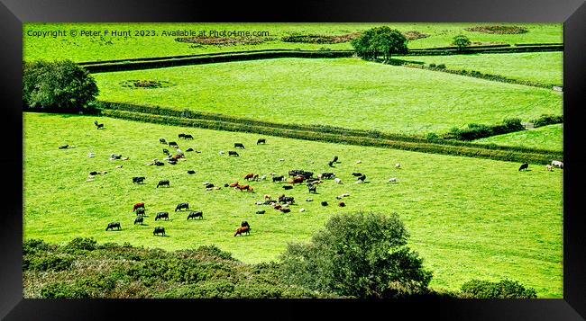 The Lush Green Fields Of Rural Devon Framed Print by Peter F Hunt