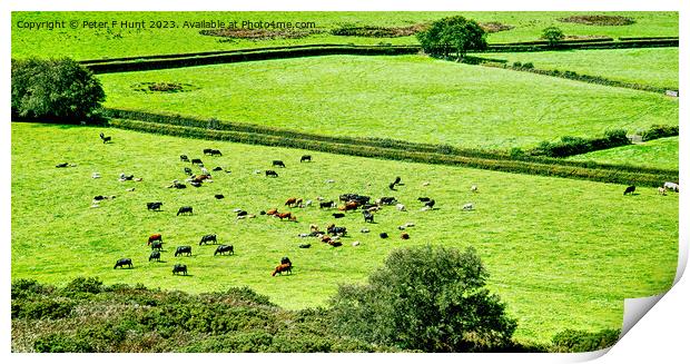 The Lush Green Fields Of Rural Devon Print by Peter F Hunt