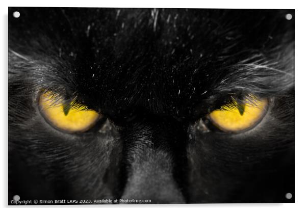 Beautiful black cat face with amber eyes close up Acrylic by Simon Bratt LRPS