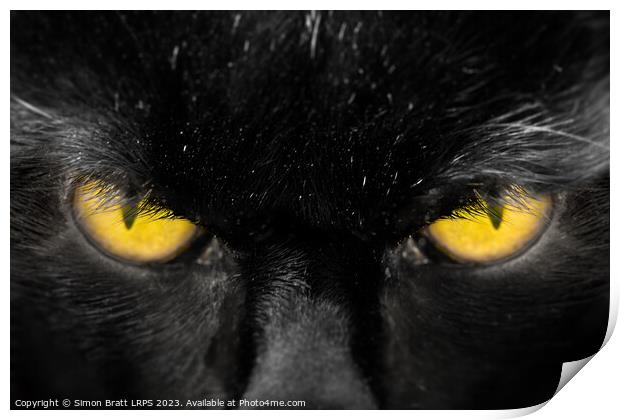 Beautiful black cat face with amber eyes close up Print by Simon Bratt LRPS
