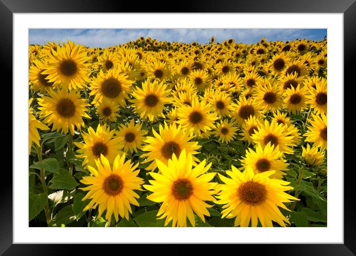 Vibrant Sunflower in Close-up Framed Mounted Print by Martyn Arnold