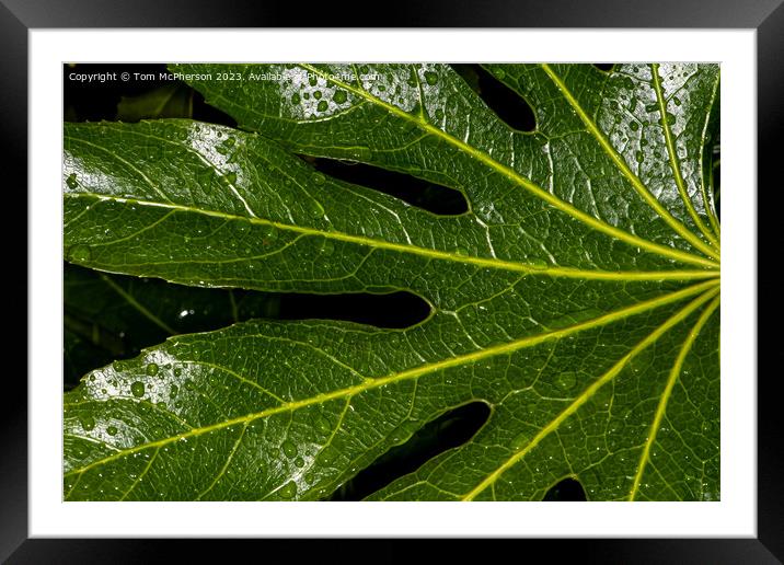 Enchanting Fatsia Japonica in Autumn Bloom Framed Mounted Print by Tom McPherson