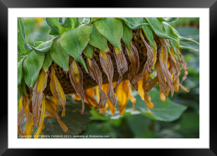 Sunflower Ripening Framed Mounted Print by STEPHEN THOMAS