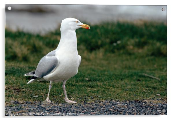 European Herring Gull's Coastal Sojourn Acrylic by Tom McPherson