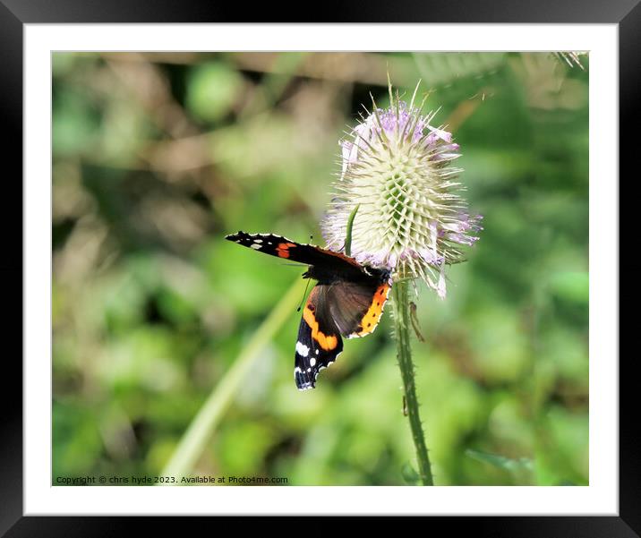 Red Admiral Butterfly on Flower Framed Mounted Print by chris hyde