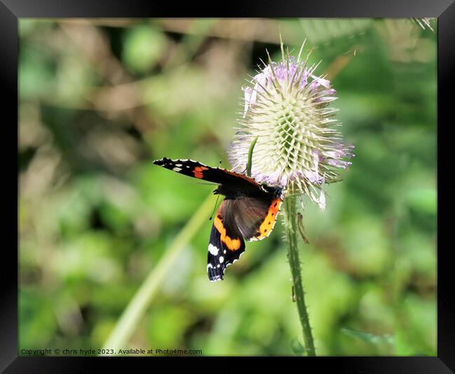 Red Admiral Butterfly on Flower Framed Print by chris hyde