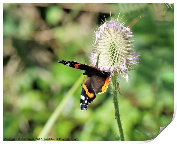 Red Admiral Butterfly on Flower Print by chris hyde