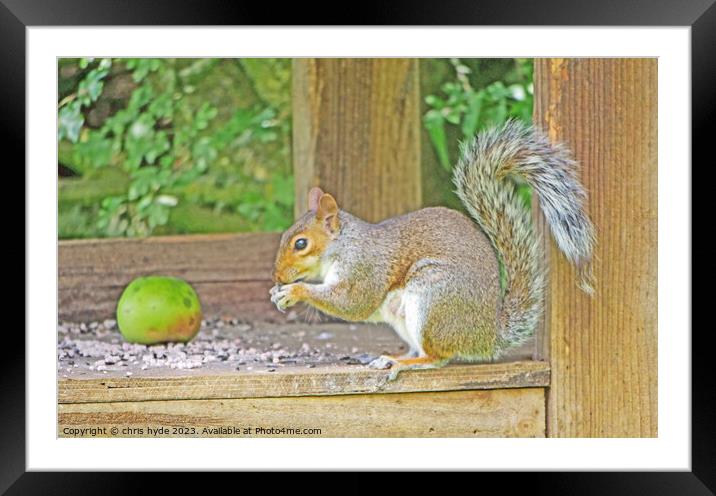 Squirrel Eating Nuts on Table Framed Mounted Print by chris hyde