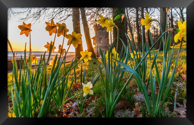 Daffodils at sunrise Framed Print by Alf Damp