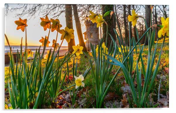 Daffodils at sunrise Acrylic by Alf Damp