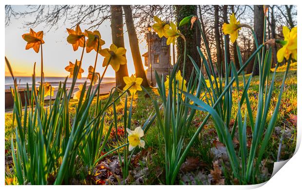 Daffodils at sunrise Print by Alf Damp
