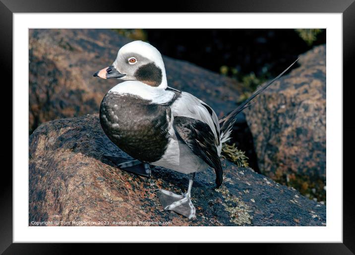 Arctic Wanderer: Long-Tailed Duck Portrait Framed Mounted Print by Tom McPherson