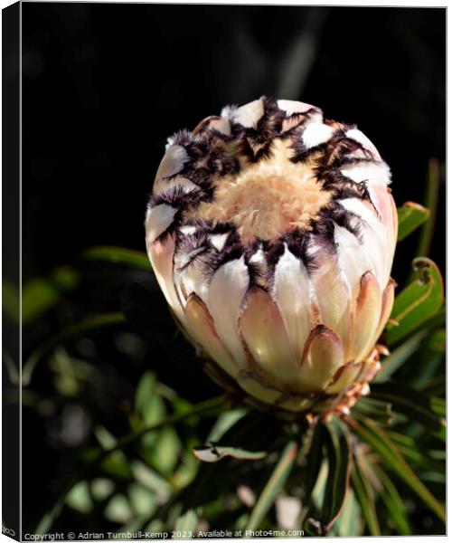 Cream narrow-leaved sugarbush flower (Protea nerii Canvas Print by Adrian Turnbull-Kemp