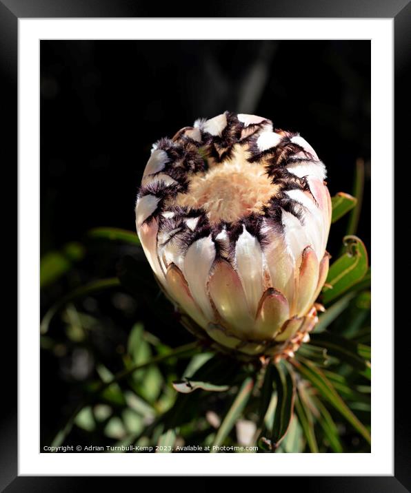 Cream narrow-leaved sugarbush flower (Protea nerii Framed Mounted Print by Adrian Turnbull-Kemp