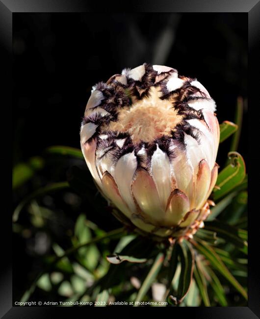 Cream narrow-leaved sugarbush flower (Protea nerii Framed Print by Adrian Turnbull-Kemp