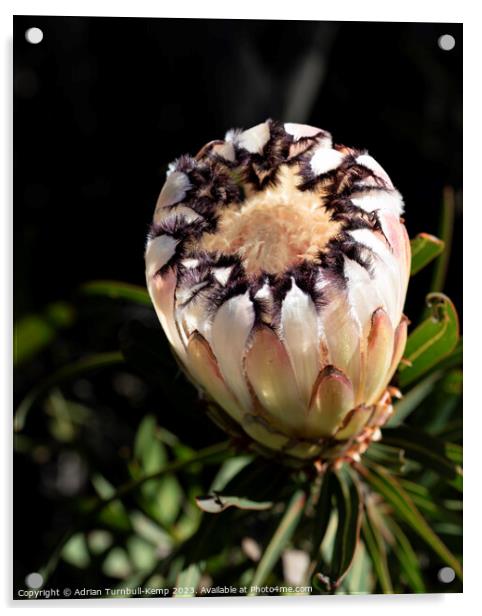 Cream narrow-leaved sugarbush flower (Protea nerii Acrylic by Adrian Turnbull-Kemp