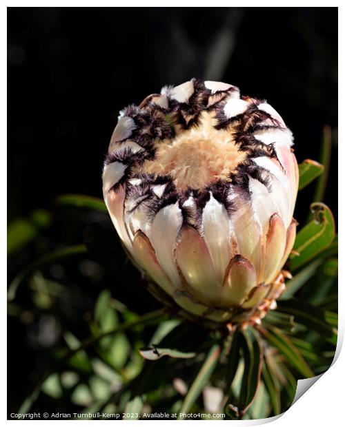 Cream narrow-leaved sugarbush flower (Protea nerii Print by Adrian Turnbull-Kemp