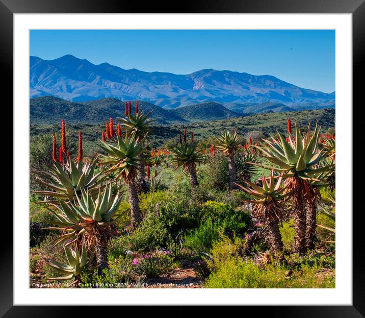 Within a stand of aloes (aloe ferox) Framed Mounted Print by Adrian Turnbull-Kemp
