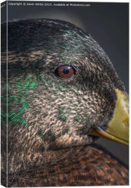 Mallard duck close up of eye Canvas Print by Kevin White