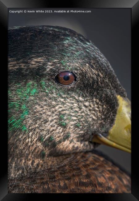 Mallard duck close up of eye Framed Print by Kevin White
