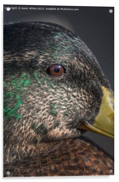 Mallard duck close up of eye Acrylic by Kevin White