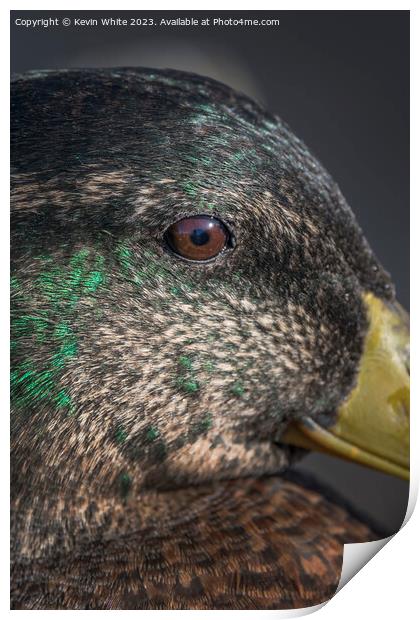 Mallard duck close up of eye Print by Kevin White