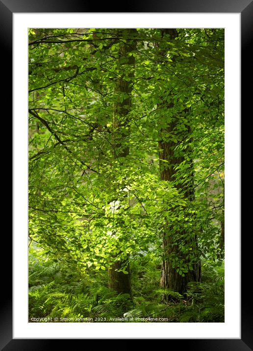 Enthralling Forest Solitaire Framed Mounted Print by Simon Johnson