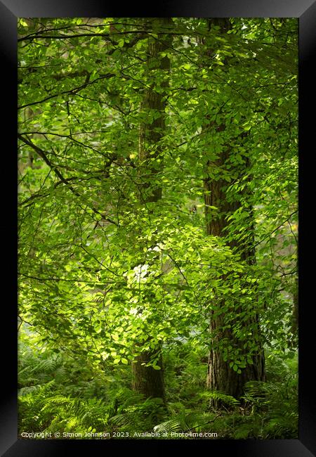 Enthralling Forest Solitaire Framed Print by Simon Johnson